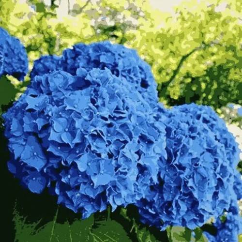 Flower Seeds for Home Gardens