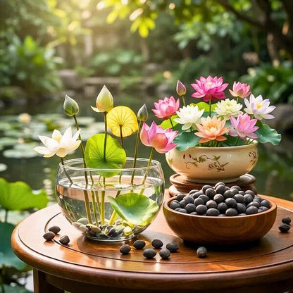 Bonsai lotus flower seeds
