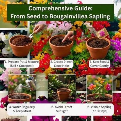 Mixed Color Bougainvillea Flower Seeds