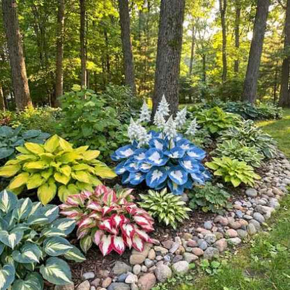 Hosta Flower Seeds for Shaded Garden Areas
