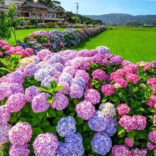 Flower Seeds for Home Gardens